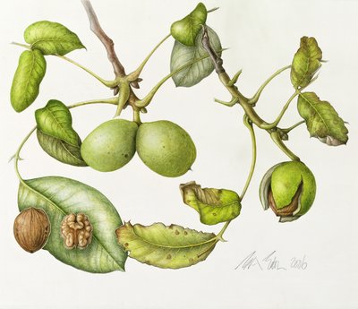 Noyer, 2006 - Margaret Ann Eden